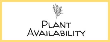 Nursery plants availability